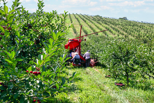 Workers pick cherries in an orchard
