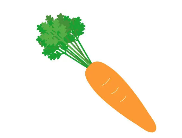Vector illustration of carrot illustration