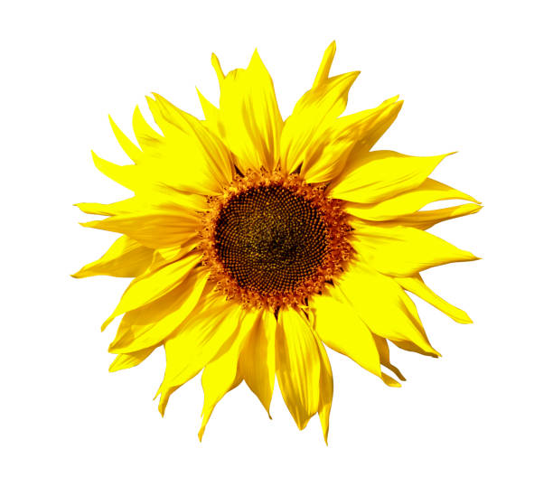 istock Sunflower are isolated on a white background with a clipping path. Close-up. 1967094179