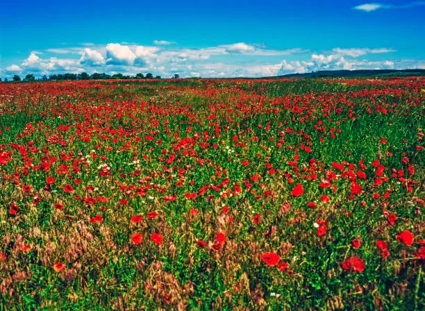 Poppy field