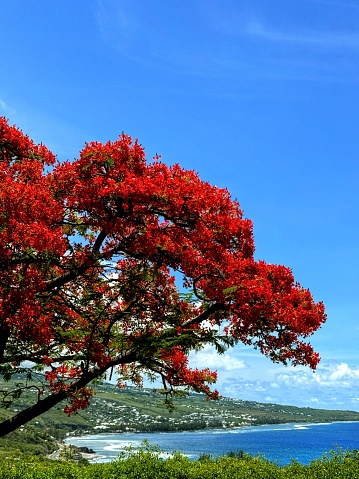 Royal Poinciana tree in full bloom, displaying vibrant red flowers