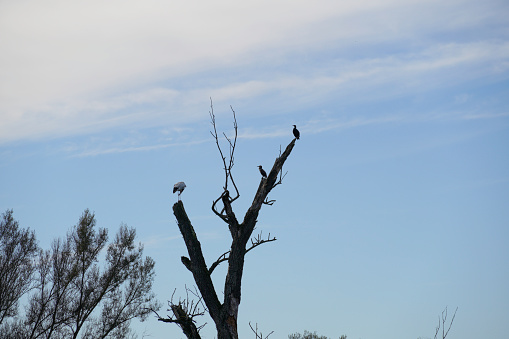 bird wildlife cormorant sitting on an old tree at the danube