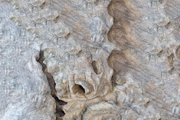tropical root with twists and fantastic wood grains