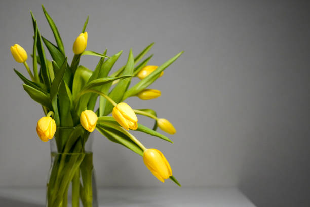 A captivating display of vibrant yellow tulips, radiating warmth and joy. Their graceful blooms bring a touch of sunshine to the scene, creating a harmonious blend of nature's beauty and floral elegance.