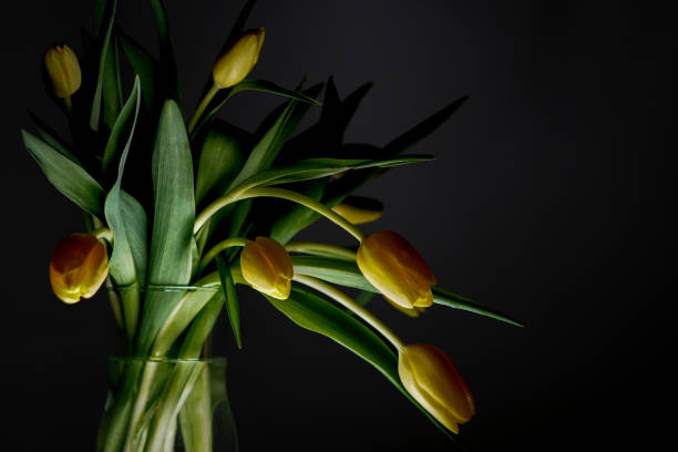 istock Sunny Elegance: A Bouquet of Yellow Tulips 1967147958