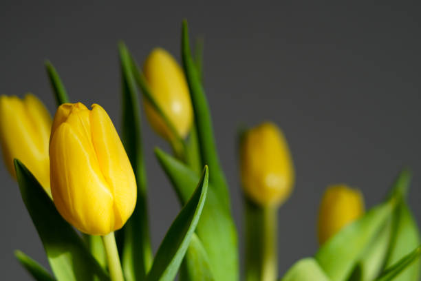 A captivating display of vibrant yellow tulips, radiating warmth and joy. Their graceful blooms bring a touch of sunshine to the scene, creating a harmonious blend of nature's beauty and floral elegance.