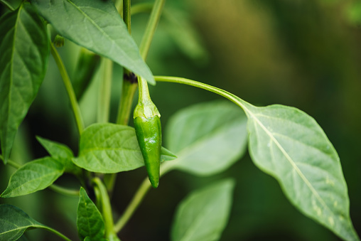 Green chilli pepper plant close up photo.