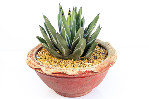 Agave ferdinandi regis or King of the Agaves on white background