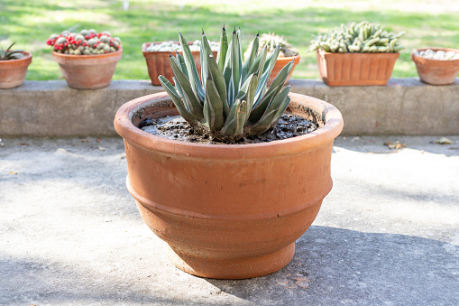 King Agave plant in a large clay pot