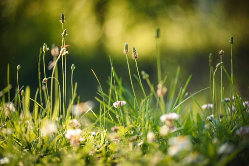 Wild pink clover in green grass field. Clover flowers field in sunset.