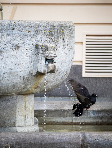 A black bird in flight with a concrete water fountain in the background