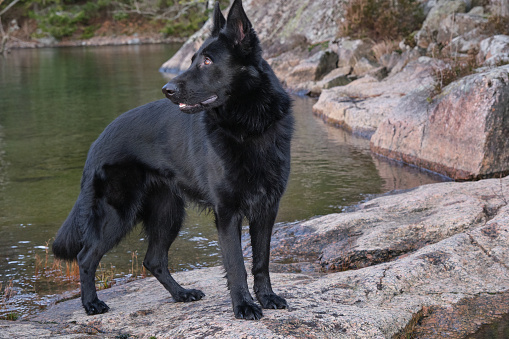 Beautiful black German Shepherd dog on rocks on the banks of the Vaettern in Skaraborg in Vaestra Goetaland in Sweden