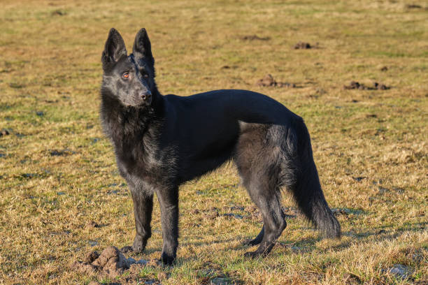 beautiful black german shepherd she-dog in a meadow in sweden countryside - german shepherd animal black purebred dog ストックフォトと画像