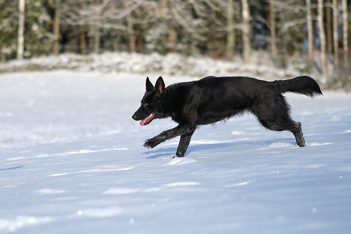 Beautiful black German Shepherd dog running on a snowy meadow on a sunny day in Bredebolet in Skaraborg in Sweden in winter in February on a sunny day
