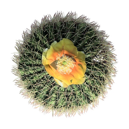 A Barrel Cactus top view isolated on white background