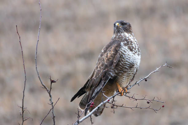 istock Buteo buteo perched on branch 1967183327
