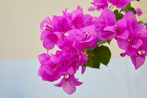 Close-up view of pink bougainvillea flower in bloom