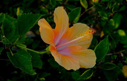 Hibiscus rosa-sinensis is a species of tropical hibiscus, a flowering plant in the Hibisceae tribe of the family Malvaceae. It is widely cultivated as an ornamental plant in the tropics and subtropics, but its native range is Vanuatu. Photo: Edd Castro