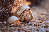 Hermit crab (Paguroidea) in a shell on a white sand beach