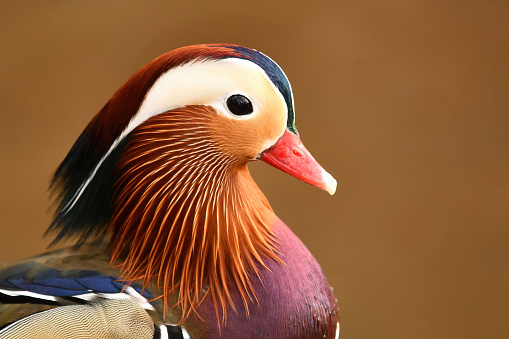 Male Mandarin Duck\n\nPlease view my portfolio for other wildlife photos.