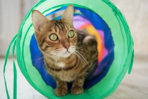istock Bengal cat in a multi-colored cat tunnel. 1967203435