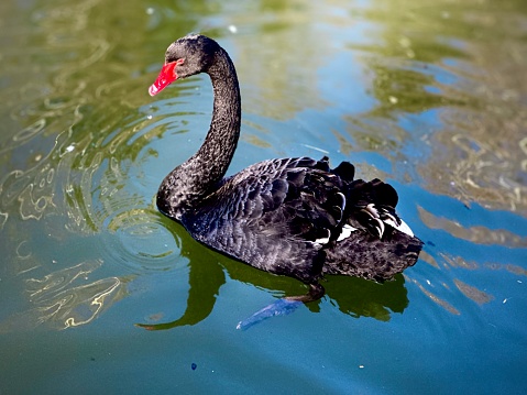 Black swan enjoying idyllic lake