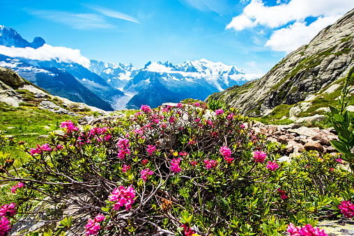 Fascinating landscape with rhododendron flowers in the French Alps. (Harmony, tourism, meditation - concept)