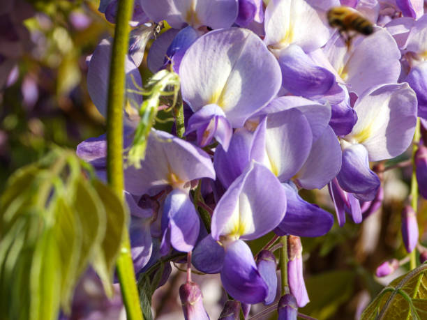 藤の紫色の花と緑の葉の接写。 ストックフォト