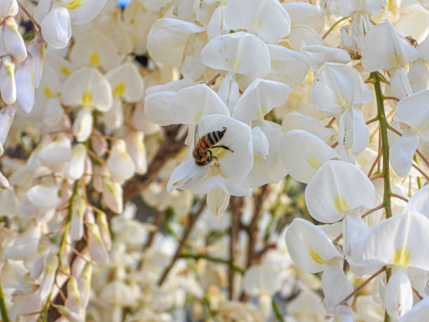 꿀벌 클로즈업이 있는 흰색 등나무 스톡 사진