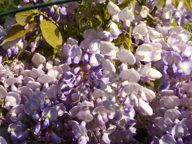 藤紫色の花を咲かせる植物。 ストックフォト