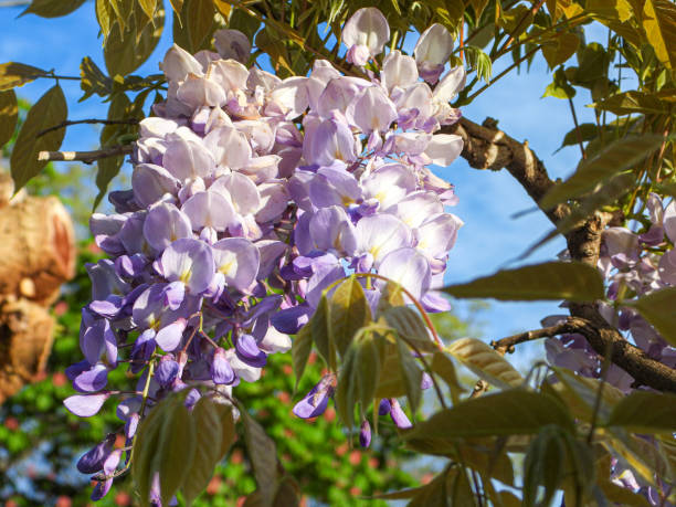 藤紫色の総状花序が2本。 ストックフォト