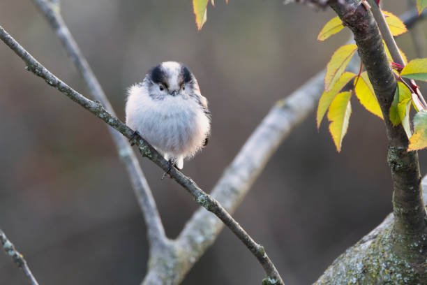 A Long-Tailed Tit on the branch while looking towards the camera.