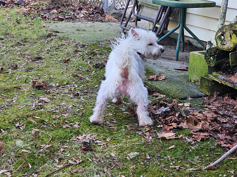 A cranky looking westie dog as it has a pee. Its fur is kind of rustled too as the shot is taken from behind.