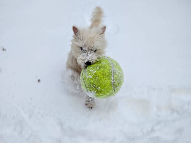 istock Westie Playing With Ball in Snow 1967212238