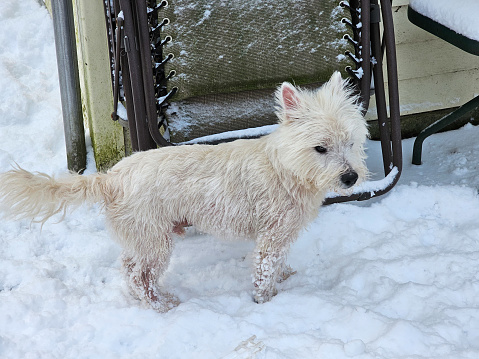 A west highland terrier dog looking rather cranky as it stands in the snow.