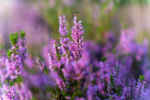 Macro of a blooming purple heather plant.