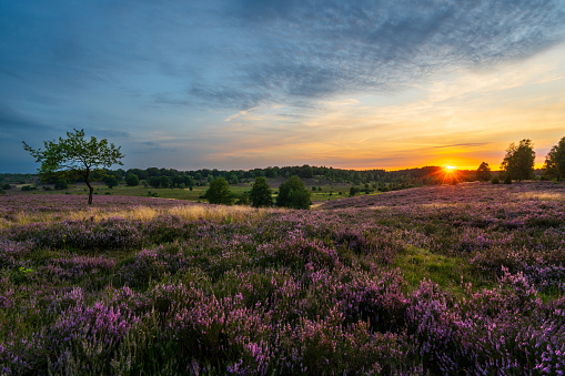 Sunset at a beautiful heather landscape view.