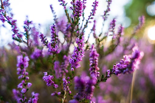Purple blossoms of a heather plant.