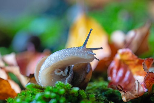 A snail with its antennae sticking out of the moss.  Dried yellow and red coloured leaves.