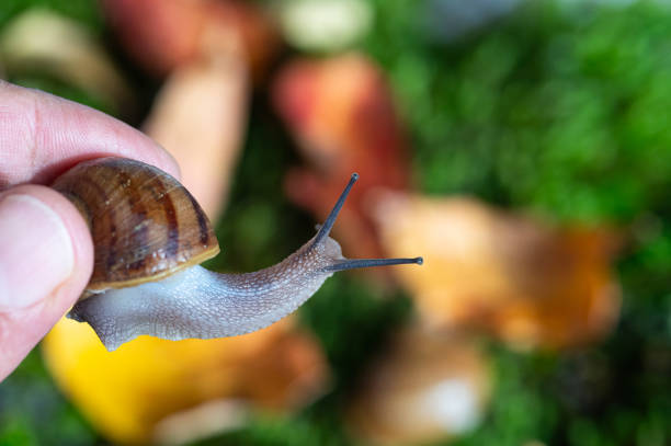 istock He's got a snail in his hand. 1967221338