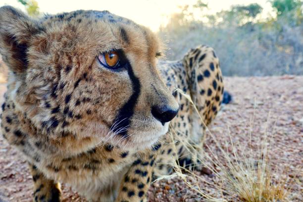 The Southeast African cheetah (Acinonyx jubatus jubatus), a subspecies native to East and Southern Africa. This individual, captured in the photograph in Namibia in 2017, is a prime example of the species, which can commonly be found in the lowland areas and deserts of the Kalahari, the Okavango Delta savannahs, and the Transvaal grasslands in South Africa. The image highlights the cheetah's distinctive spotted coat and keen, alert expression, emblematic of its status as a swift and agile predator in these regions.