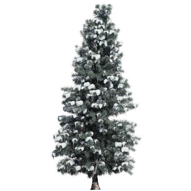 istock Blue Spruce snow covered Tree front view isolated on white background 1967223489