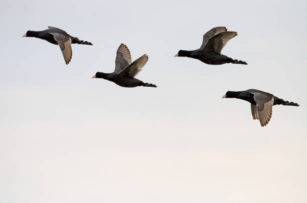 folaga eurasiatica (fulica atra) che vola in gruppo nel cielo. - drongo foto e immagini stock