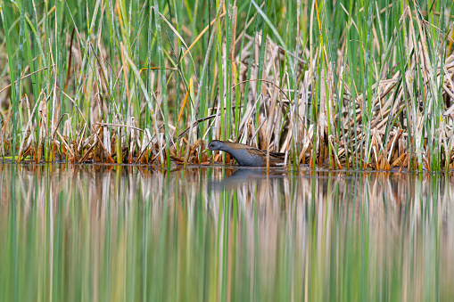 Little Crake (Porzana parva) feeding in the wetland. The reeds and the reflection in the water.