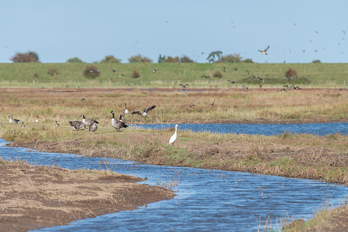 Little Egret, Geese and other wetland birds de-focused behind  at Frampton Marsh Nature Reserve, Lincolnshire, England