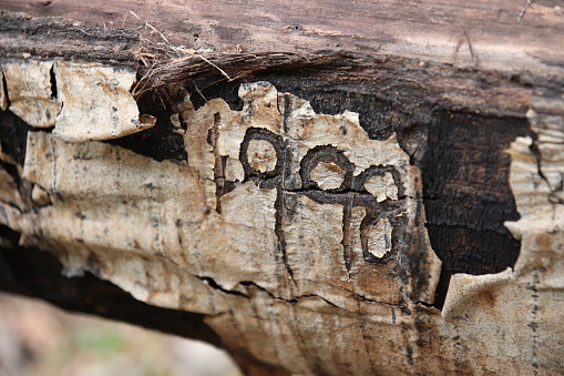 1998 date carved into a quaking aspen log in Northern Arizona