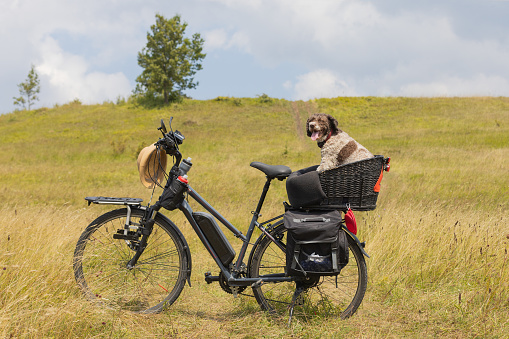Electric bicycle with dog in basket