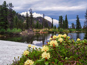 Shore of a mountain lake with beautiful blooming yellow rhododendrons
