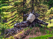 Large boulder is encircled by the roots of a fallen tree. Deep taiga.