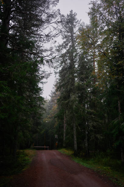 istock magical fairy tail dark forest in rainy day Norway 1967257857